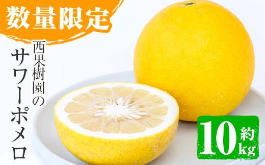 西果樹園のサワーポメロ（秀品） 10kg サイズ：L～3L 【2026年2月中旬