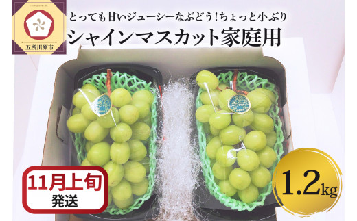 シャインマスカット 訳ありの人気商品・通販・価格比較 - 価格.com