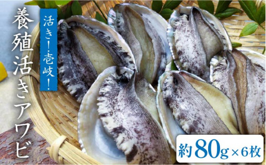 国産養殖アワビ 活き！壱岐！アワビ（約480g） 約80g×6枚 [JDQ002 