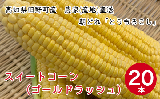 四国一小さなまち 数量限定 産地直送 朝どれ とうもろこし スイートコーン ゴールドラッシュ ２０本 高知県田野町 ふるさと納税 ふるさとチョイス