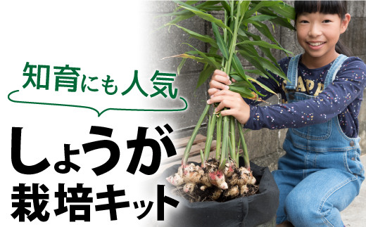 Fis 02 知育にも人気 本格農業体験しょうが栽培キット 高知県四万十町 ふるさと納税 ふるさとチョイス