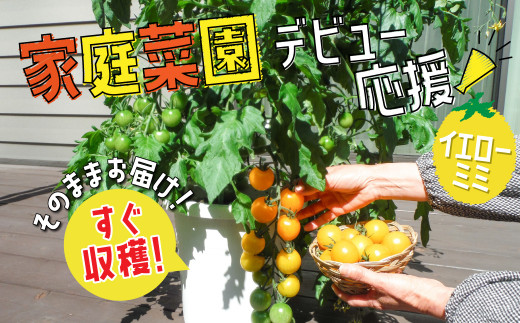 家庭菜園 トマト 支柱の人気商品 通販 価格比較 価格 Com