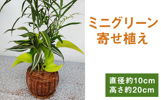 ミニグリーン 寄せ植え Bring Green ガラス瓶植え 観葉植物 植物 インテリア 熊本県菊池市 ふるさと納税 ふるさとチョイス