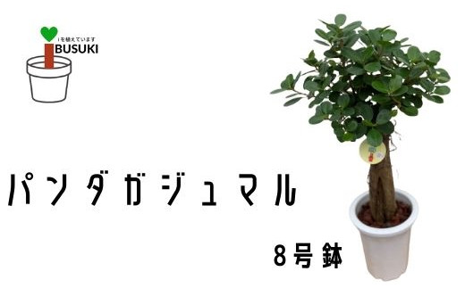 1月上旬～発送【観葉植物】パンダガジュマル8号(前園植物園