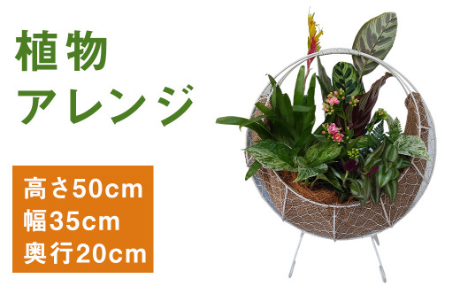 植物アレンジ Bringgreen 観葉植物 高さ50cm 幅35cm 奥行cm 熊本県菊池市 ふるさと納税 ふるさとチョイス