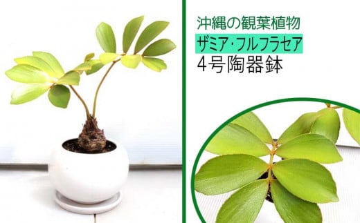 沖縄の観葉植物 ザミア フルフラセア 4号陶器 沖縄県うるま市 ふるさと納税 ふるさとチョイス