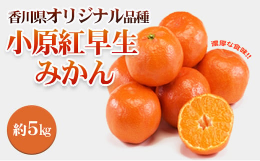 №4631-2070]香川県オリジナル品種 小原紅早生みかん 約5kg - 香川県