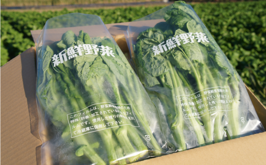 食用・手摘み菜の花】菜花150g入り袋×10個[№5651-0911] - 千葉県南房総