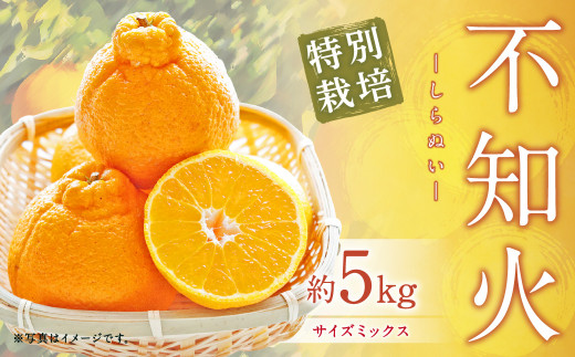 特別栽培 不知火 サイズミックス 約5kg しらぬい 柑橘 熊本県上天草市 ふるさと納税 ふるさとチョイス