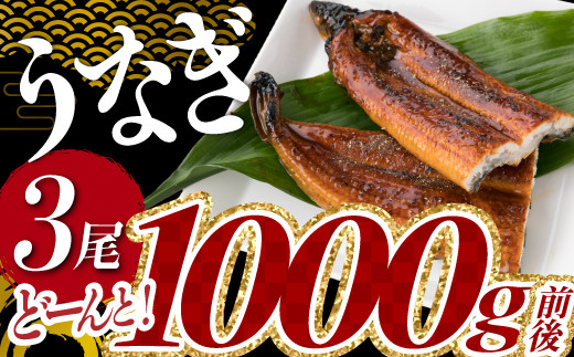 A1526.うなぎの蒲焼3尾（計1，000g前後）『1～2ヶ月前後でお