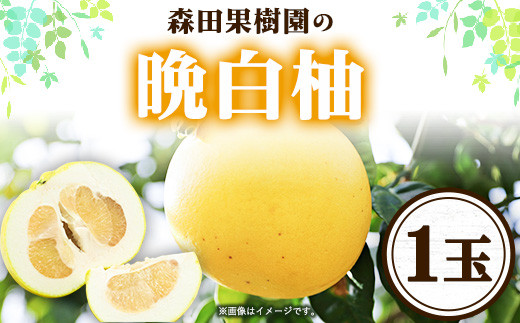 森田果樹園の晩白柚 1玉 森田果樹園《11月下旬-2月末頃出荷》果物 