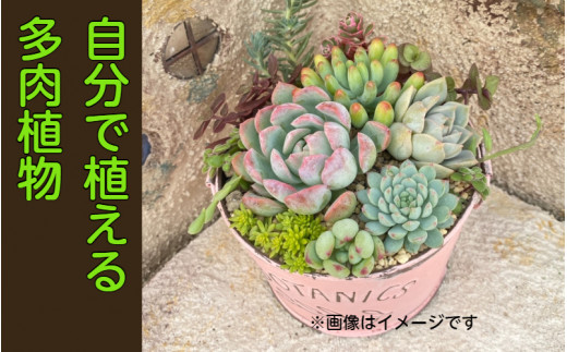 自分で植える多肉植物 エケベリア系苗 ピンセット付きbセット 大分県国東市 ふるさと納税 ふるさとチョイス