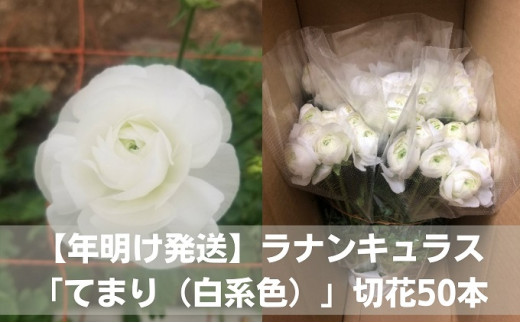 切花 白 生花の人気商品 通販 価格比較 価格 Com