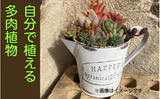 自分で植える多肉植物 エケベリア系苗 ピンセット付きbセット 14r 大分県国東市 ふるさとチョイス ふるさと納税サイト