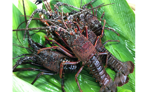 先行予約】漁師直送 千葉県館山産 天然”活”黒あわび 約1kg（2～5枚