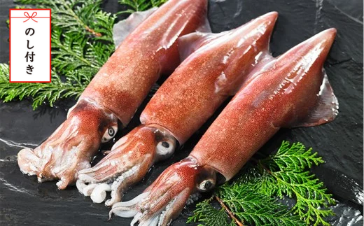 白 イカ 刺身の人気商品 通販 価格比較 価格 Com