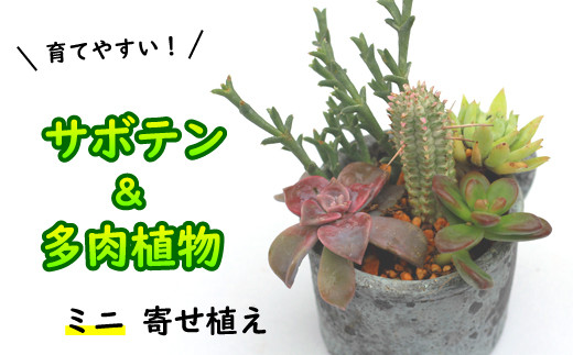 K 005 サボテン 多肉植物の寄せ植え ミニ黒ポット 八幡平市八幡平市 ふるさと納税 ふるさとチョイス K 005 サボテン 多肉植物の寄せ植え ミニ黒ポット 八幡平市八幡平市 ふるさと納税 ふるさとチョイス