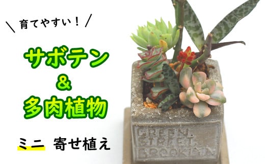 K 004 サボテン 多肉植物の寄せ植え ミニ白ポット 岩手県八幡平市 ふるさと納税 ふるさとチョイス