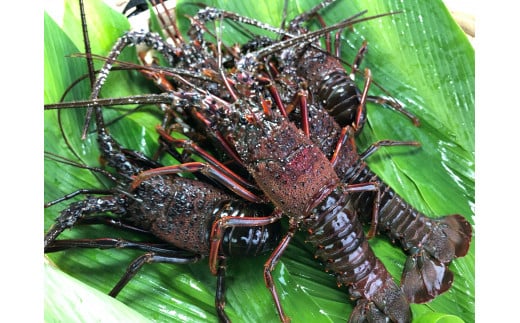 先行予約】千葉県館山産 天然”活”伊勢海老 1kg（6尾～8尾） - 千葉県