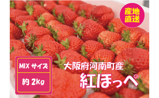No.260 【紅ほっぺ】MIX（サイズいろいろ）2kg程度 ／ 苺 イチゴ