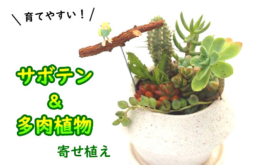 職人鉢 多肉植物 サボテンにも サボテン ＆ 多肉植物 寄せ植え 【 白ポット 】 ／ 観葉植物 多肉植物