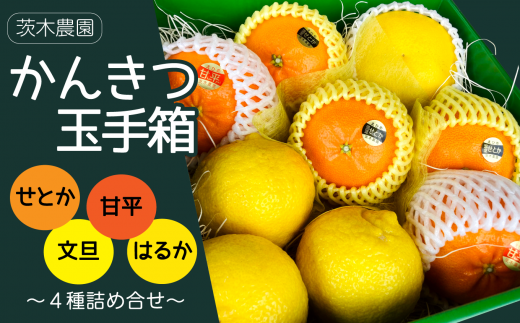 【先行予約】茨木農園の「かんきつ玉手箱」～せとか・甘平・文旦・はるかの贅沢な詰め合せ～　先行予約 せとか 甘平 文旦 はるか みかん 果物 詰め合わせ  西条市 愛媛