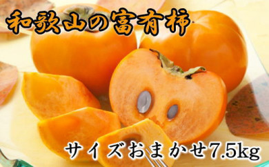 【和歌山県かつらぎ町】[甘柿の王様]和歌山産富有柿 約7.5kg サイズおまかせ