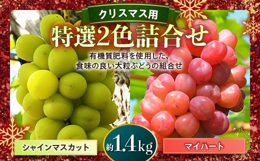 先行予約＞令和4年度クリスマス用 特選2色（シャインマスカット・マイ