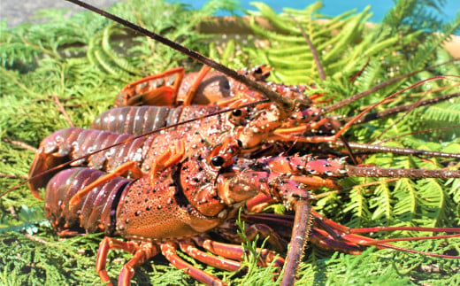 南紀黒潮 活き伊勢海老 約2キロ サイズ・入数おまかせ / イセエビ 伊勢海老 伊勢えび 活イセエビ 海鮮 魚貝 魚介【iws305】 - 和歌山県串本町｜ふるさとチョイス  - ふるさと納税サイト