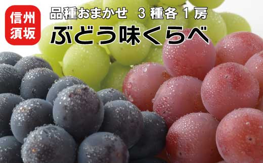 長野県産　　高級ブドウ　ナガノパープル　2房セット
