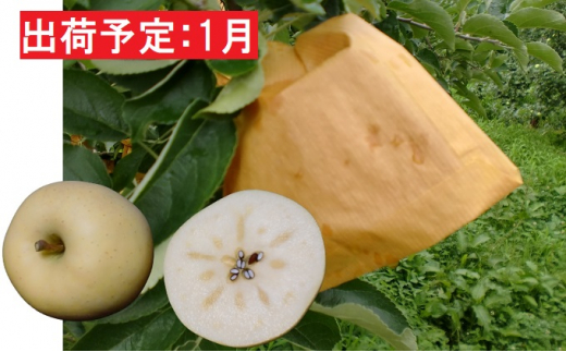 1月 小玉・大江はるか約3kg（有袋栽培）【大江町産・山形りんご・りんご専科 清野哲生・1月】 [№5823-0796]