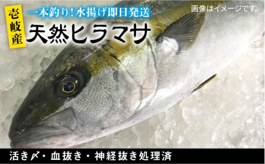 壱岐島産天然ヒラマサ 長崎県壱岐市 ふるさと納税 ふるさとチョイス