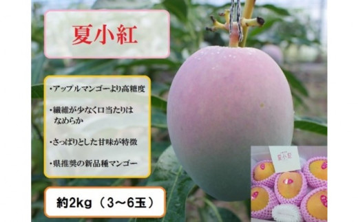 2025年 先行予約 マンゴー 夏小紅 約2kg 3～6玉 ますみ農園 甘味 