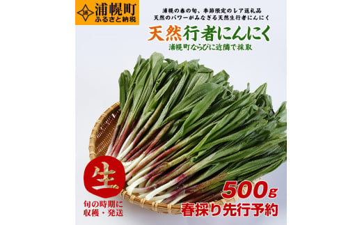 春採り先行予約 天然生行者にんにく500g 旬の時期に収穫 発送 北海道浦幌町 ふるさと納税 ふるさとチョイス