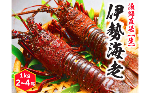 Kbl 7 鹿嶋産地直送 生 伊勢海老 1kg 2 4尾 伊勢エビ 送料無料 茨城県 鹿嶋市 鹿嶋 鹿嶋市鹿嶋市 ふるさと納税 ふるさとチョイス