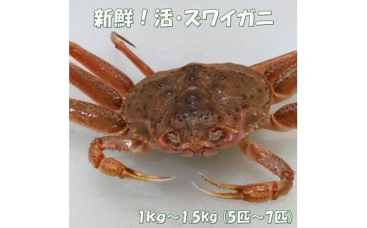 ズワイガニ メス 北海道豊浦町 ふるさと納税 ふるさとチョイス