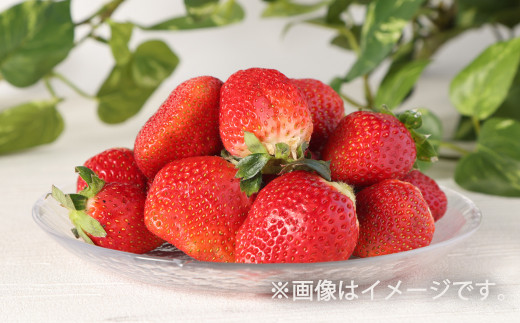【熊本県八代市】【2022年2月上旬より発送】熊本県産 訳あり いちご合計 1kg (250g×4) 苺 イチゴ