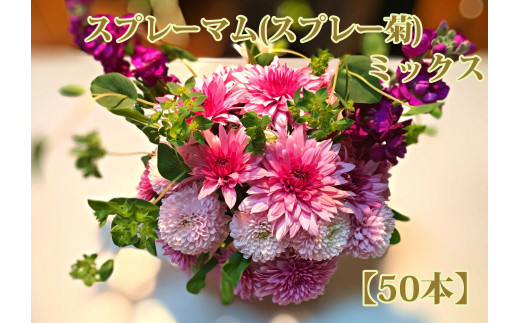 スプレー 菊 生花の人気商品 通販 価格比較 価格 Com