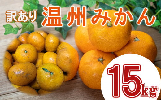 数量限定 訳あり 温州みかん 約15kg - 熊本県和水町｜ふるさとチョイス