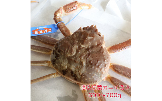 隠岐松葉カニ600～700g〈活〉 - 島根県西ノ島町｜ふるさと