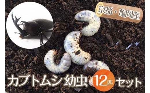 京都・亀岡産 カブトムシ 幼虫 12匹 セット《国産 昆虫 幼虫 オス メス 飼育 自由研究》 - 京都府亀岡市｜ふるさとチョイス - ふるさと納税 サイト