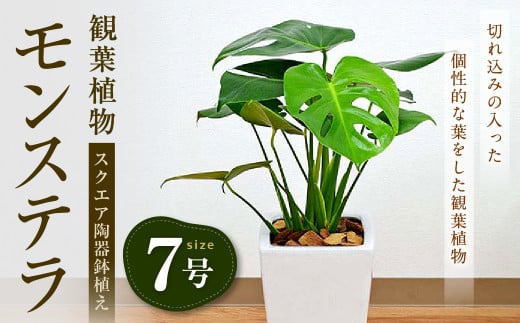 観葉植物 モンステラ スクエア 陶器鉢植え 7号 鉢色 白 1pt 長崎県大村市 ふるさと納税 ふるさとチョイス