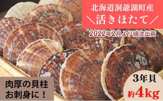 54 0532 約4kg 活ほたて3年貝 13枚 枚 配送b 22年2月より順次出荷 北海道洞爺湖町 ふるさと納税 ふるさとチョイス