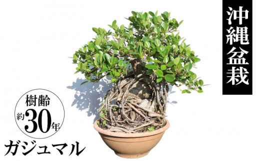 沖縄産　ガジュマル盆栽