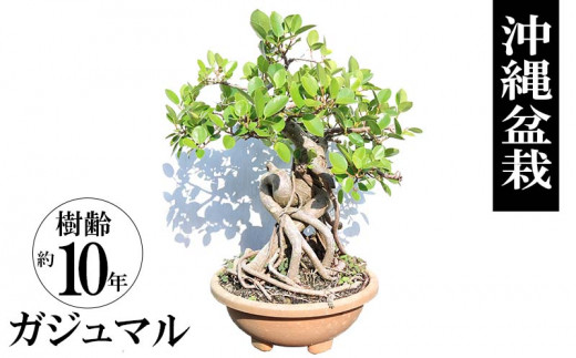 沖縄盆栽　ガジュマル　樹齢約10年　一点物