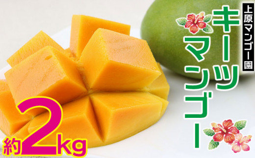 上原マンゴー園 キーツマンゴー約2kg 22年発送 沖縄県名護市 ふるさとチョイス ふるさと納税サイト