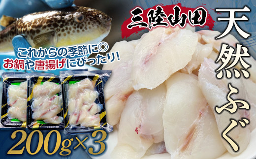 三陸山田の天然ふぐ 600g【配送日指定不可】 YD-572 - 岩手県 三陸山田の天然ふぐ 600g【配送日指定不可】 YD-572 - 岩手県