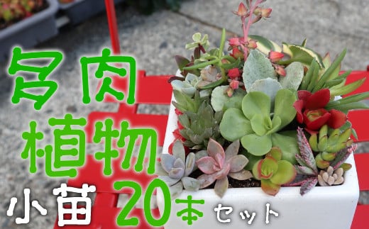 多肉植物の小苗２０本セット ２０種類アソート 高知県室戸市 ふるさと納税 ふるさとチョイス