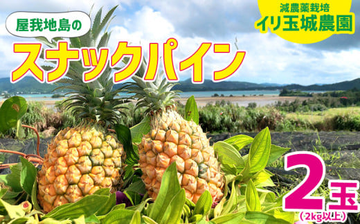 減農薬栽培 屋我地島のスナックパイン 2玉 2kg以上 屋我地島 イリ玉城農園 沖縄県名護市 ふるさと納税 ふるさとチョイス