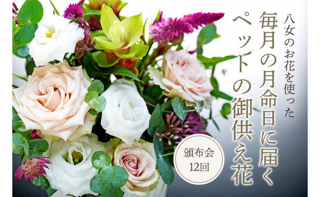 頒布会12回 八女のお花を使った 毎月の月命日に届くペットの御供え花 福岡県八女市 ふるさと納税 ふるさとチョイス
